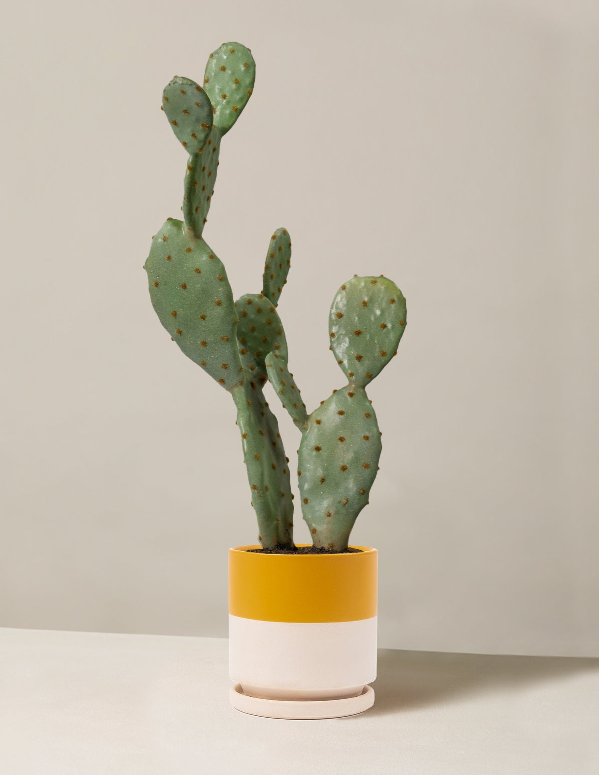 Artificial Cactus