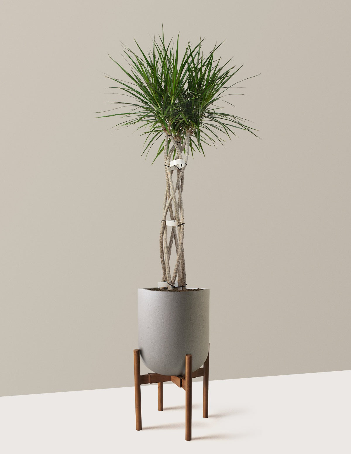 Dracaena Marginata Open Weave