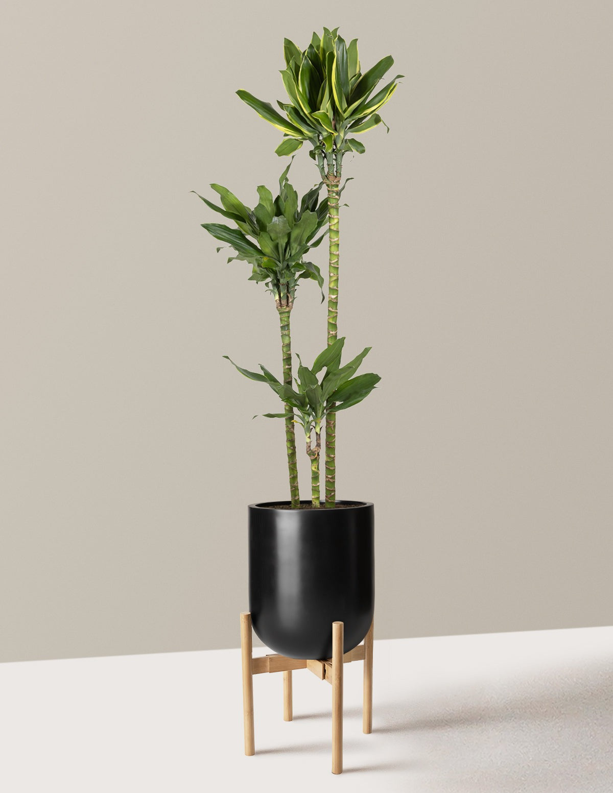 Dracaena Steudneri Gold Dream