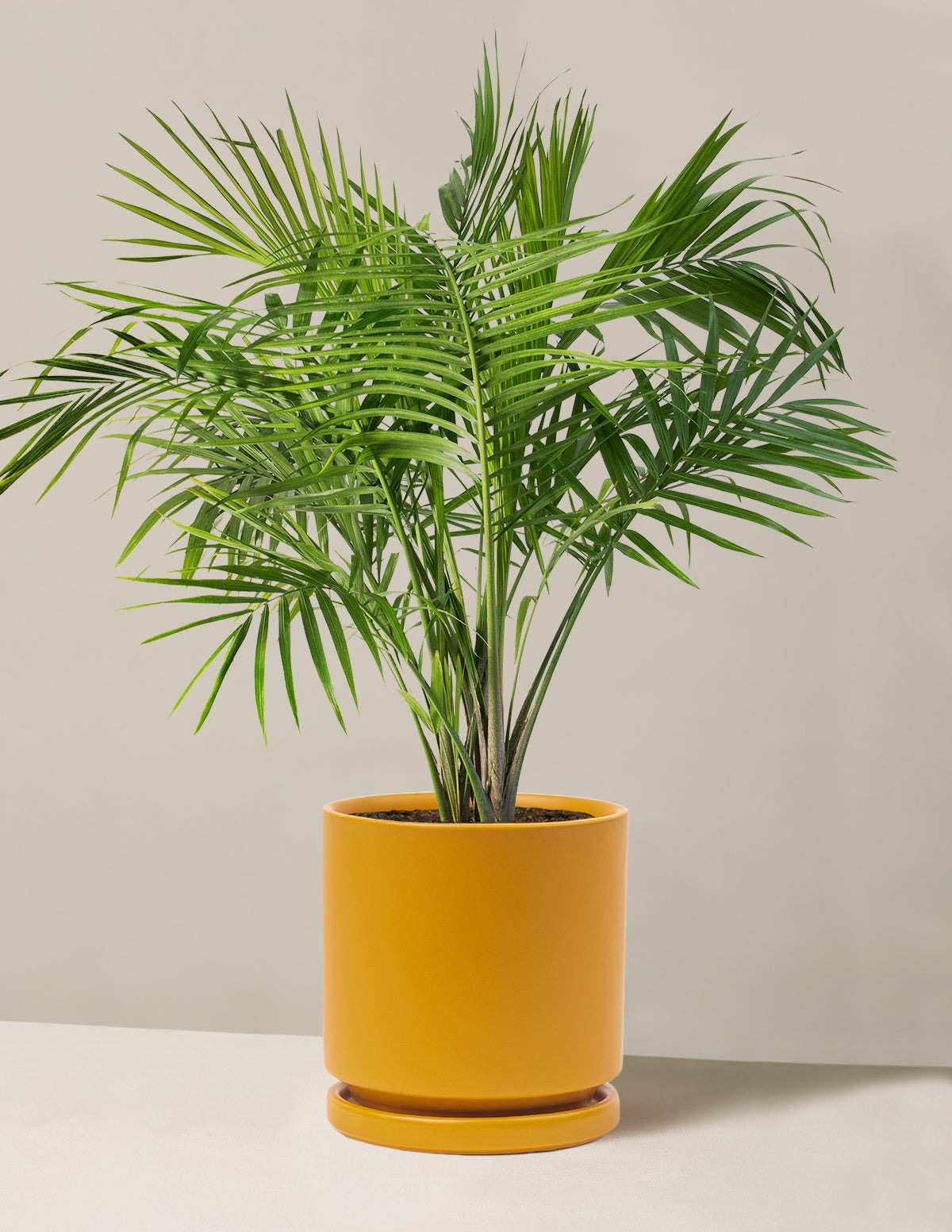 Large Majesty Palm