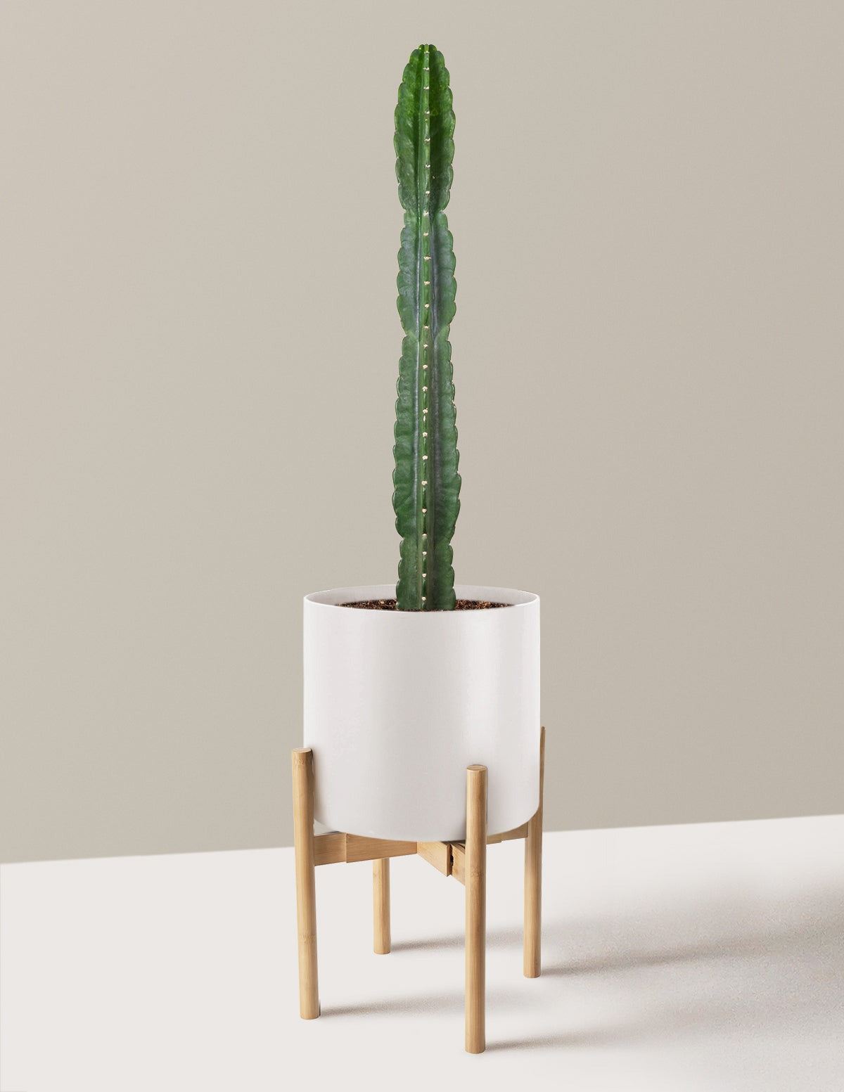 Cuddly Cactus