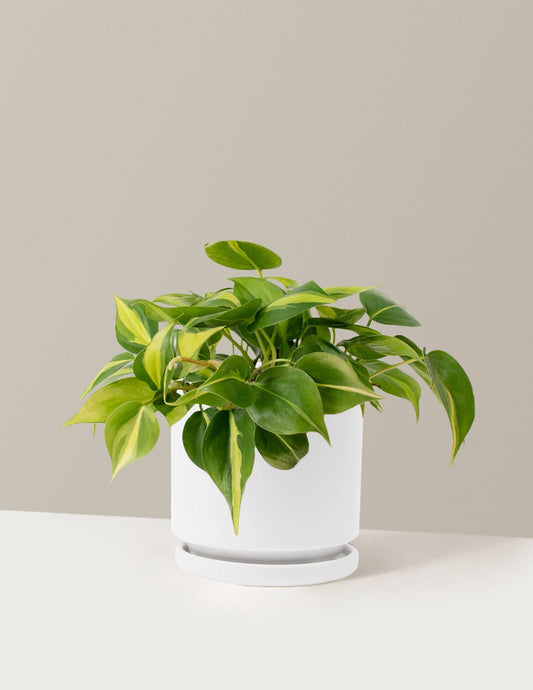 Philodendron Brasil