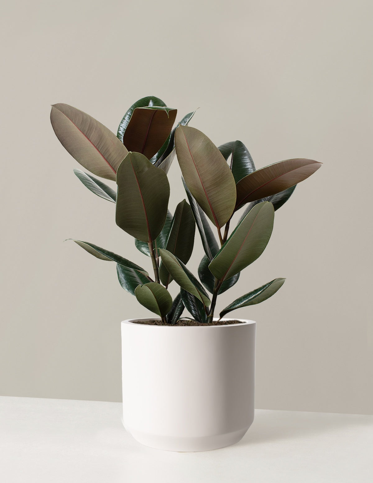 Ficus Burgundy Rubber Plant