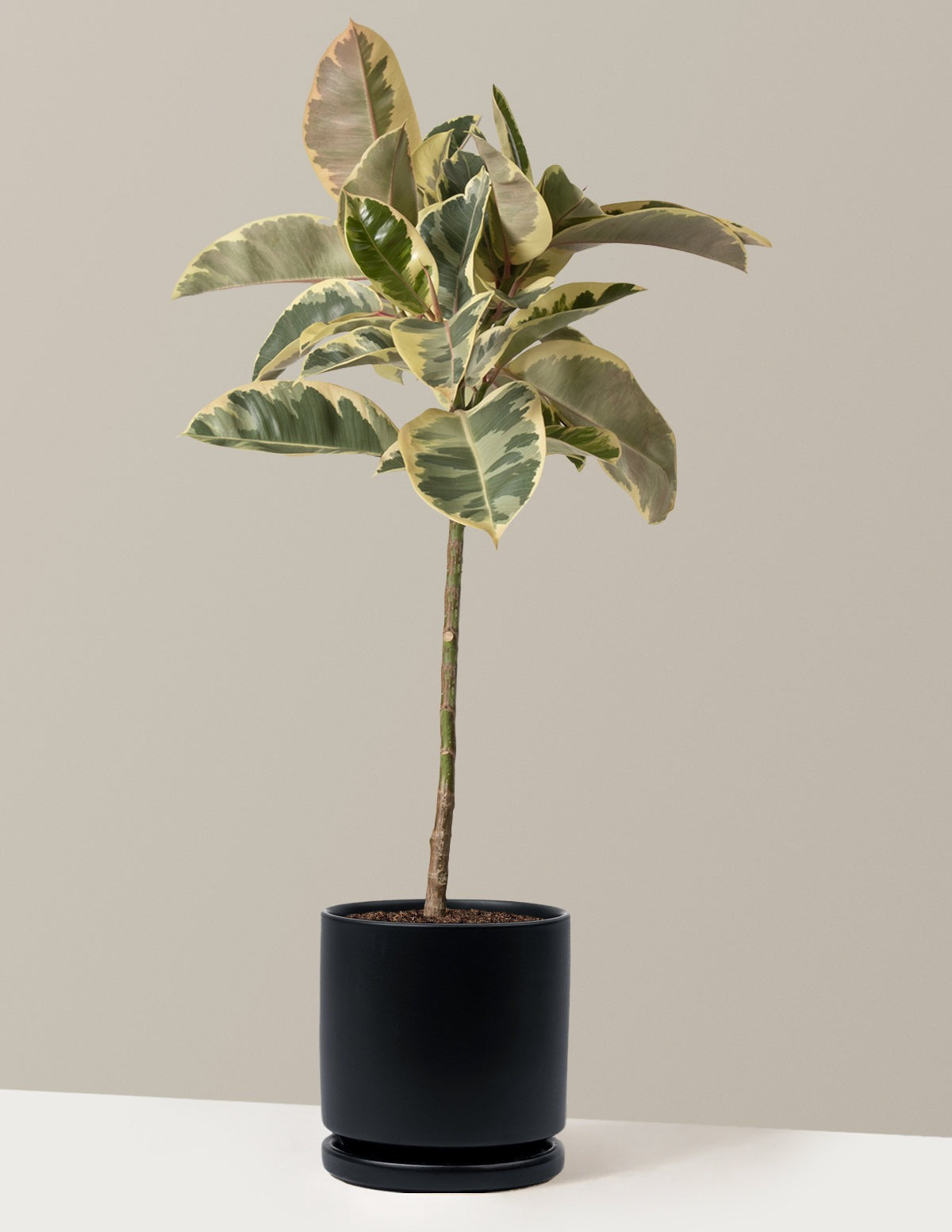 Ficus Tineke Tree