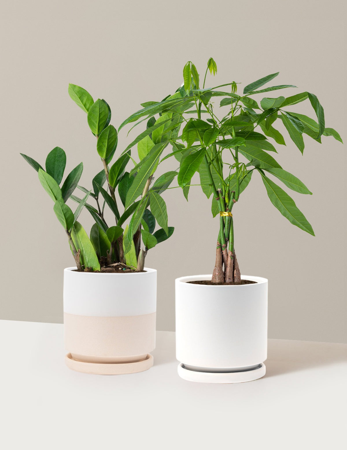 The Easy Care Duo