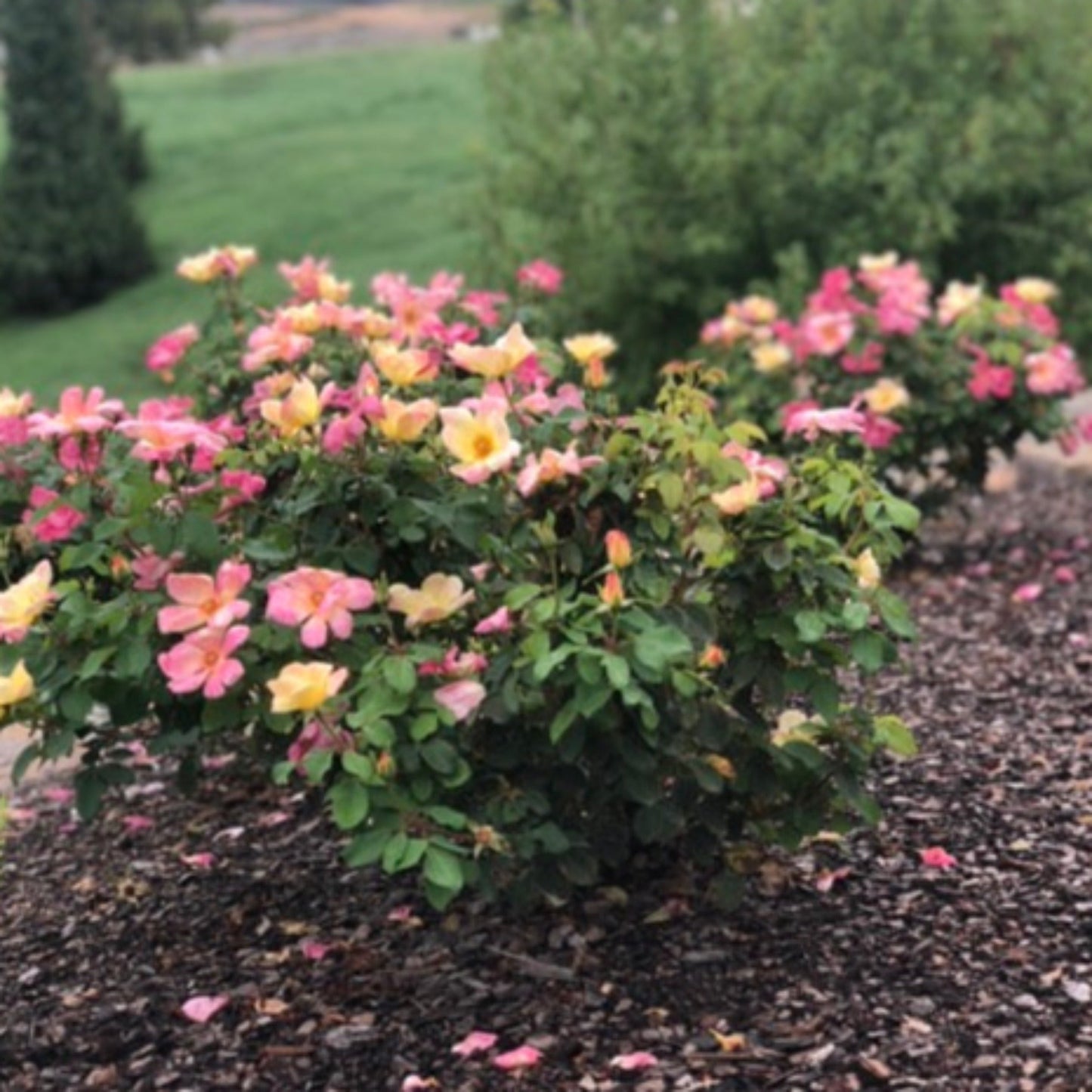 The ChampionTM Sunblush Rose