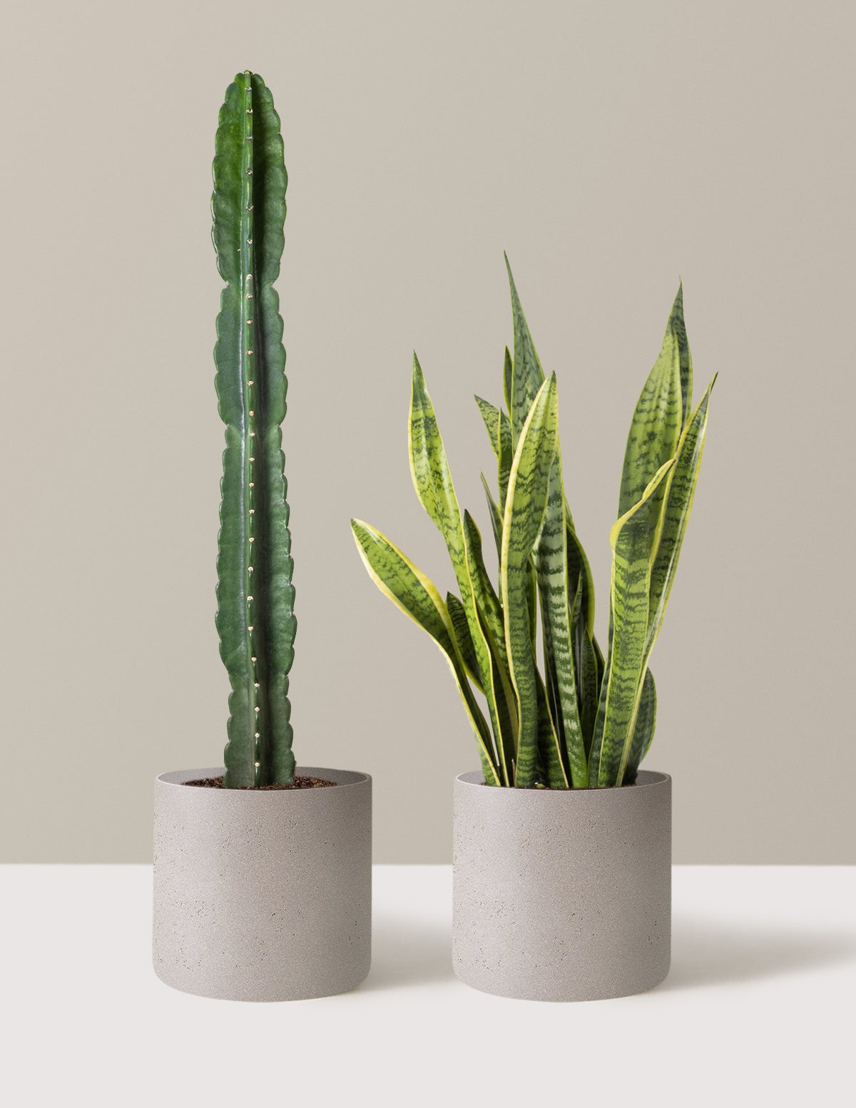 Large Set & Forget Duo