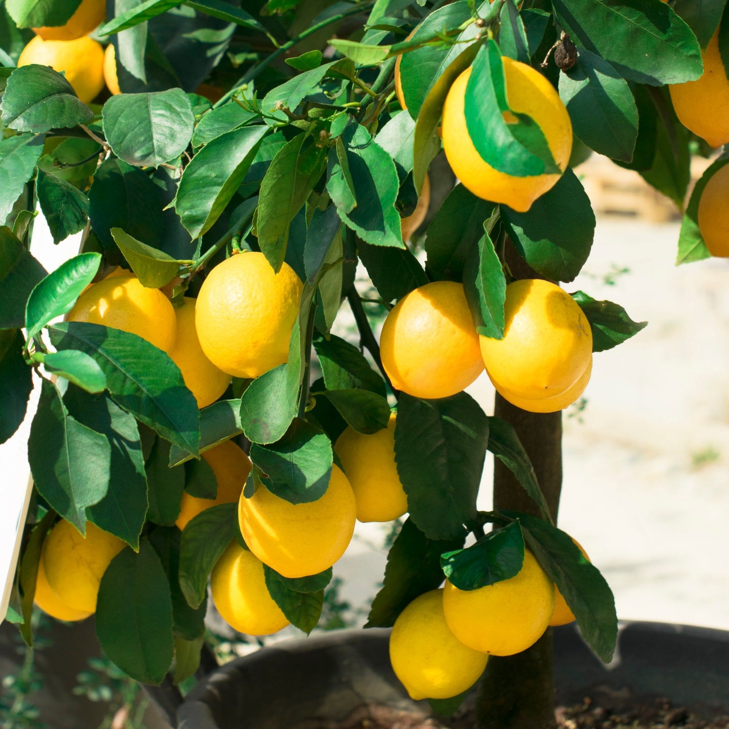 Meyer Lemon