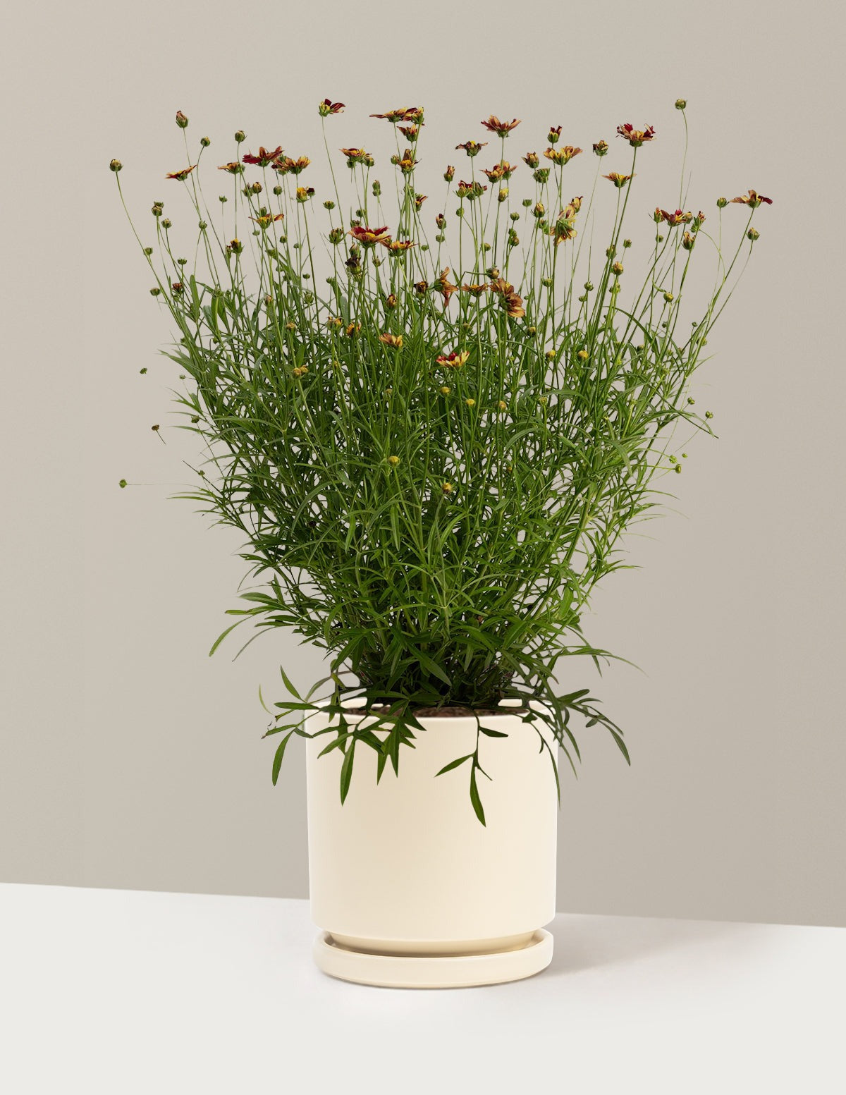 Li'l BangTM Red Elf Coreopsis