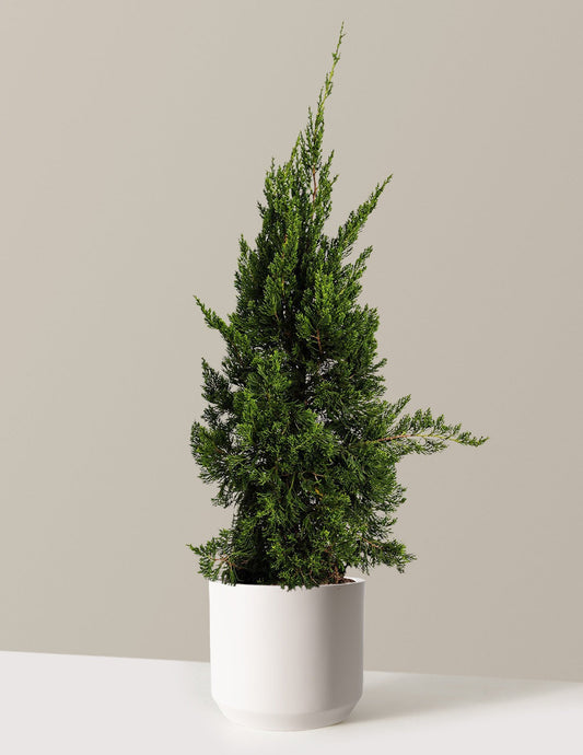 Hollywood Juniper Tree