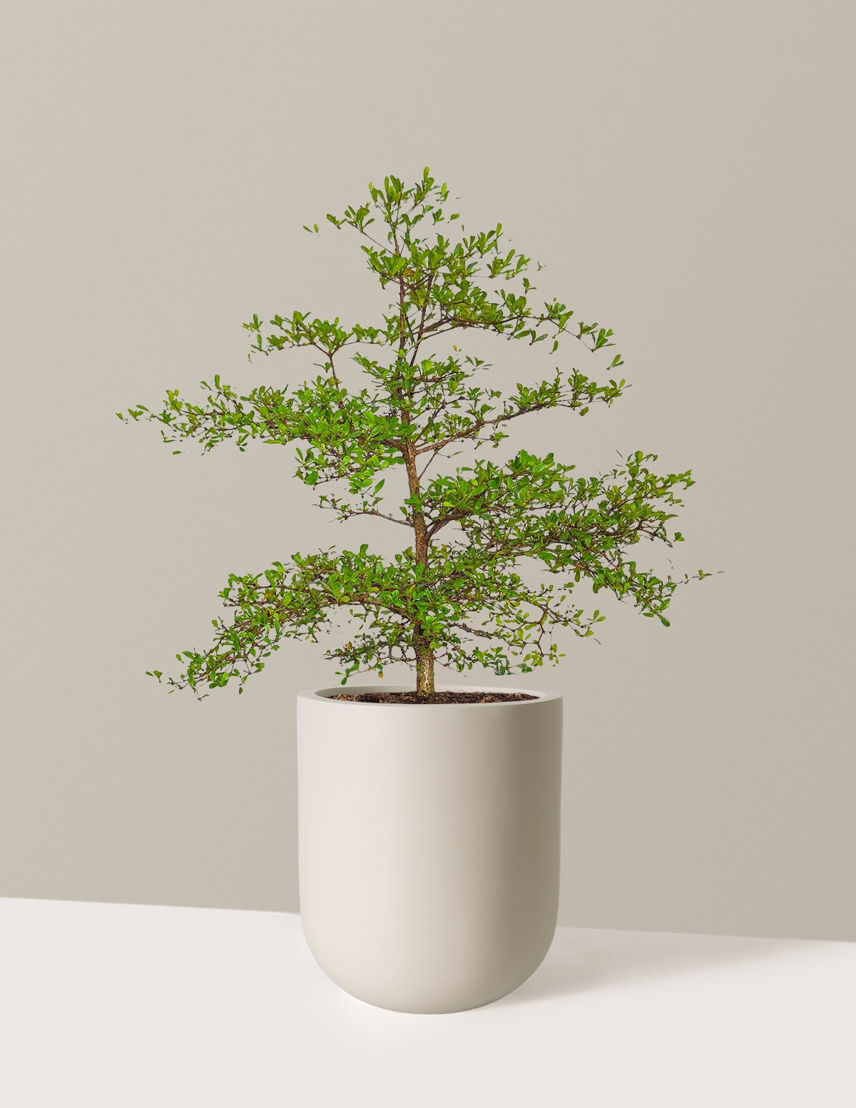 Black Olive Tree