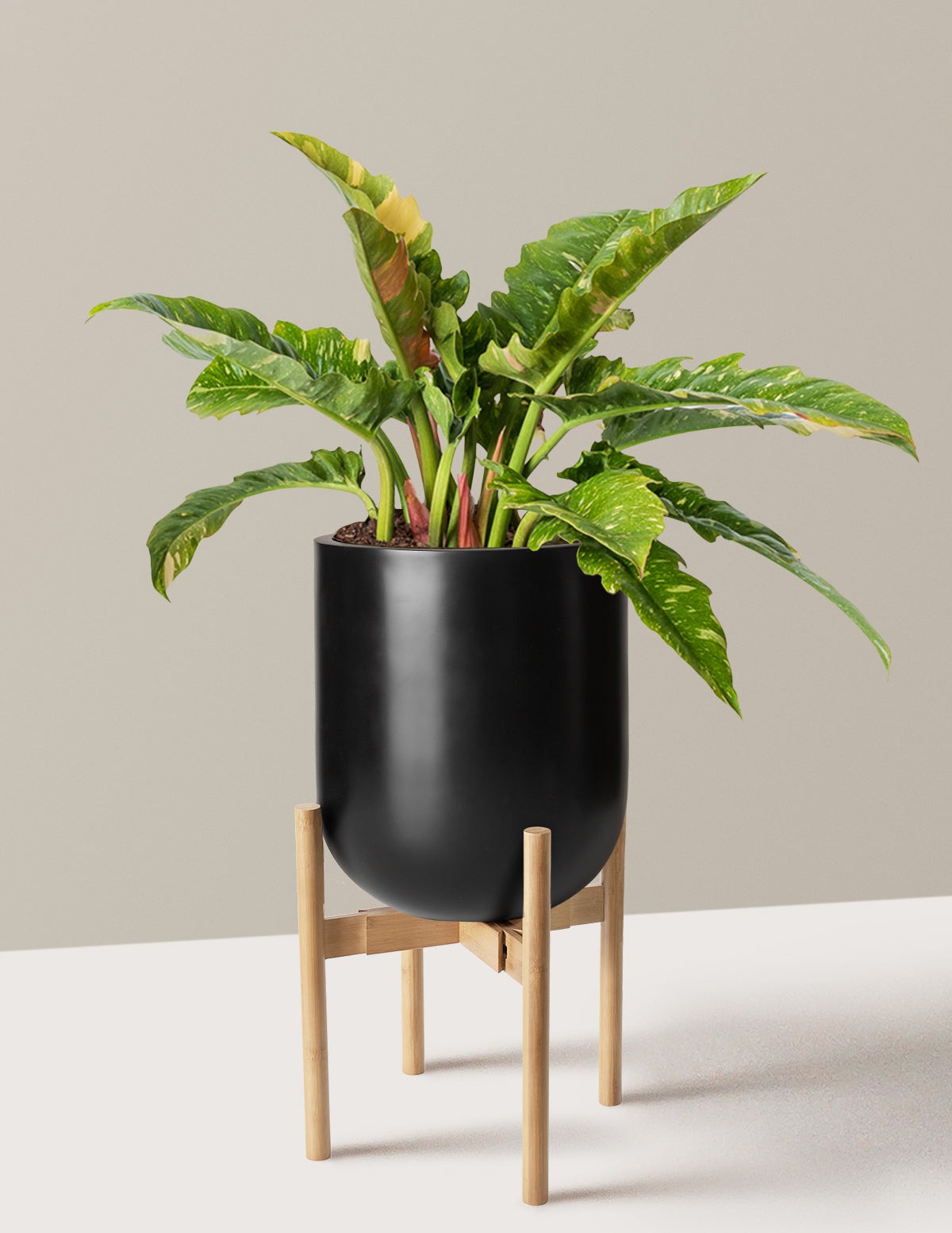 Philodendron Ring of Fire