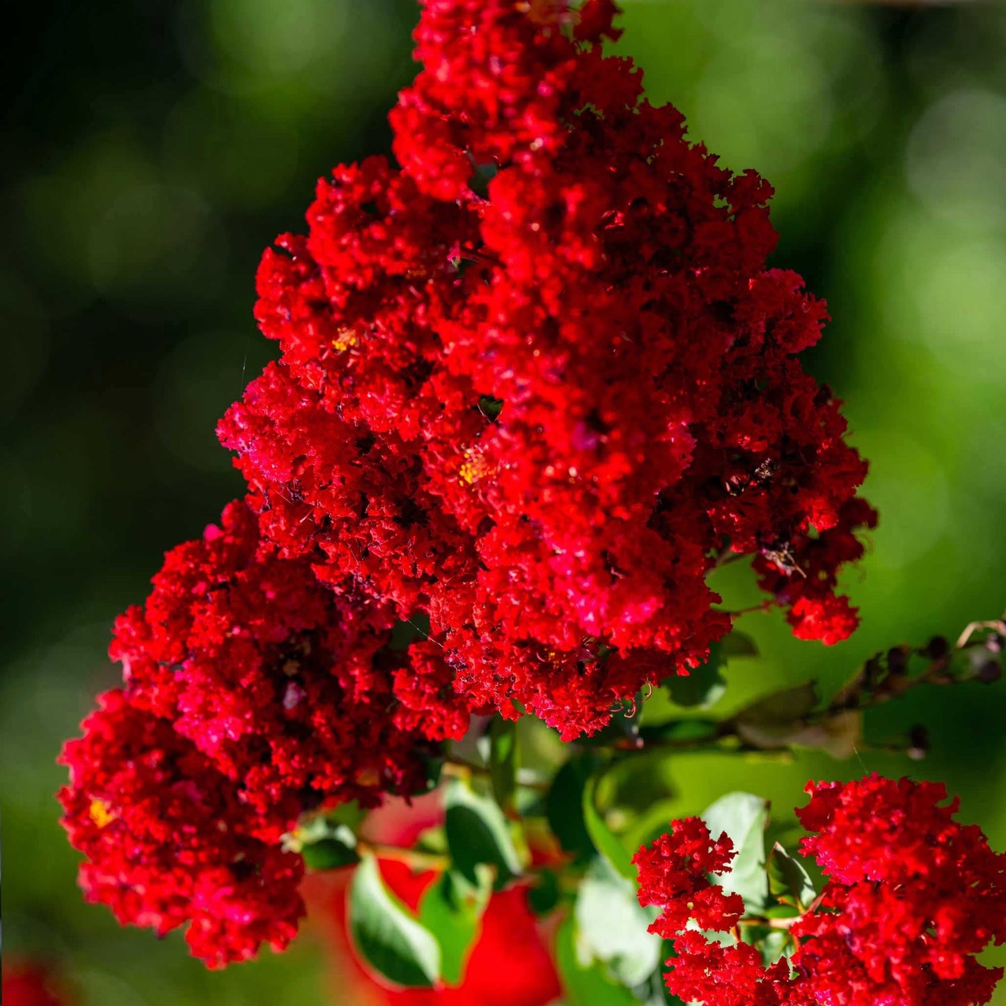 Scarlet ColoramaTM Crapemyrtle