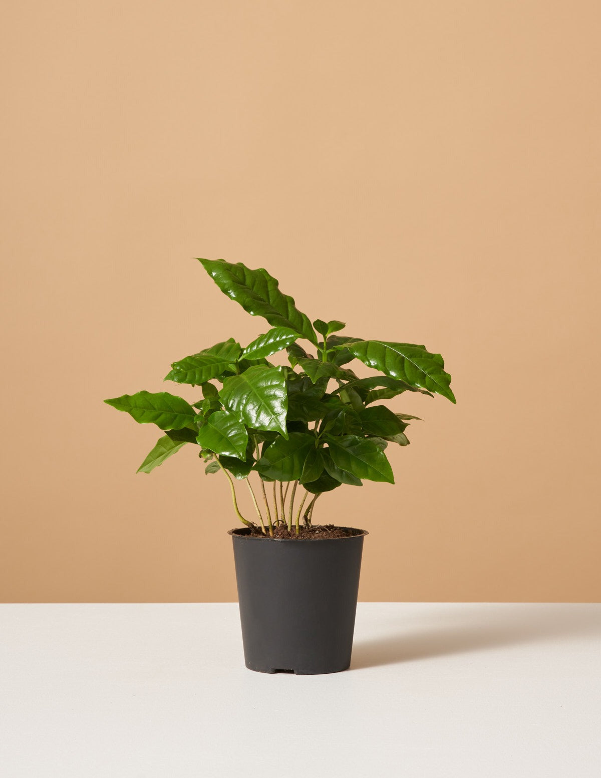 Coffee Plant