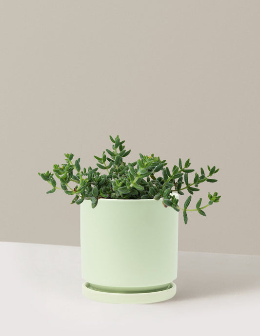 Pickle Plant