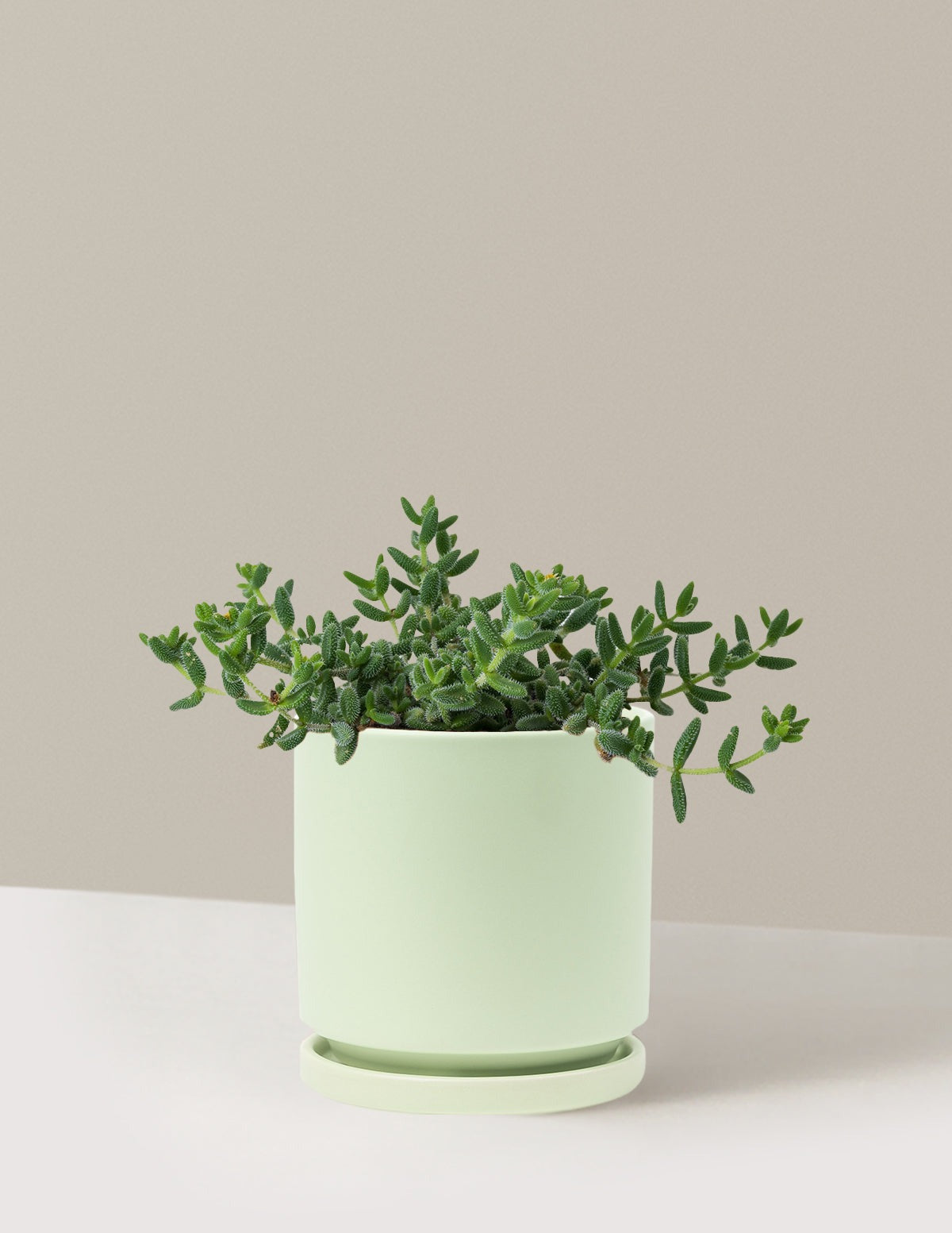 Pickle Plant