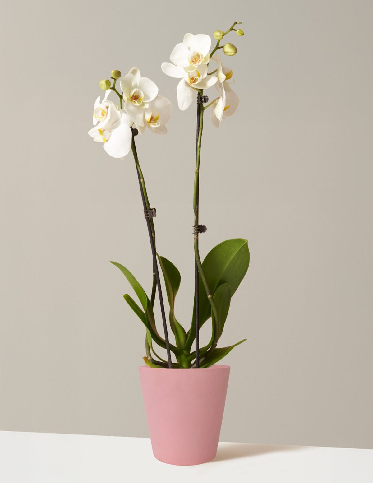 White Orchid