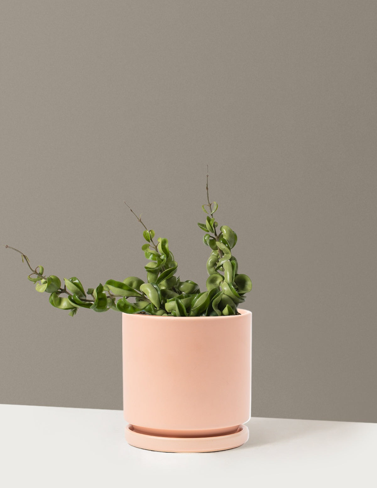 Hoya Rope