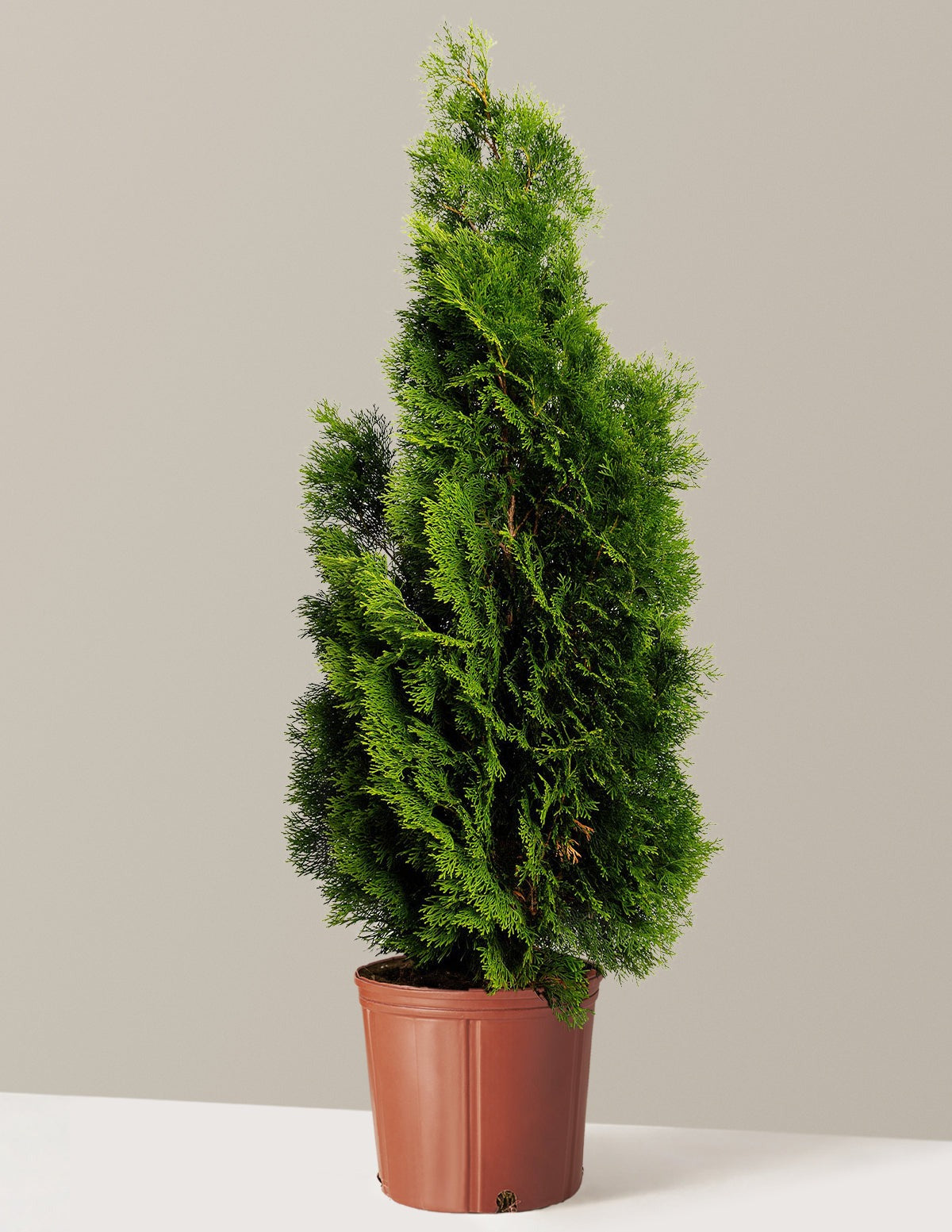 Emerald Green Arborvitae