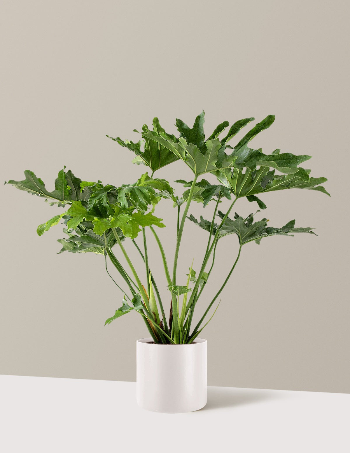 Large Philodendron Selloum Hope