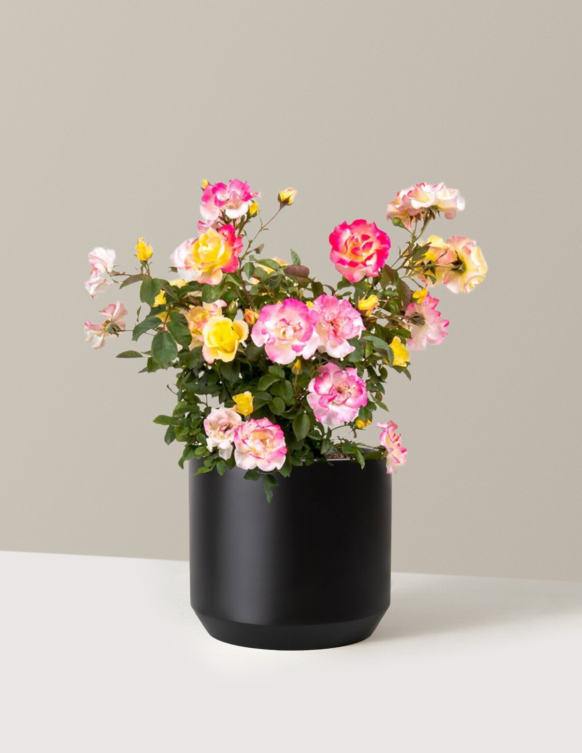 Gumball GoodyTM Rose