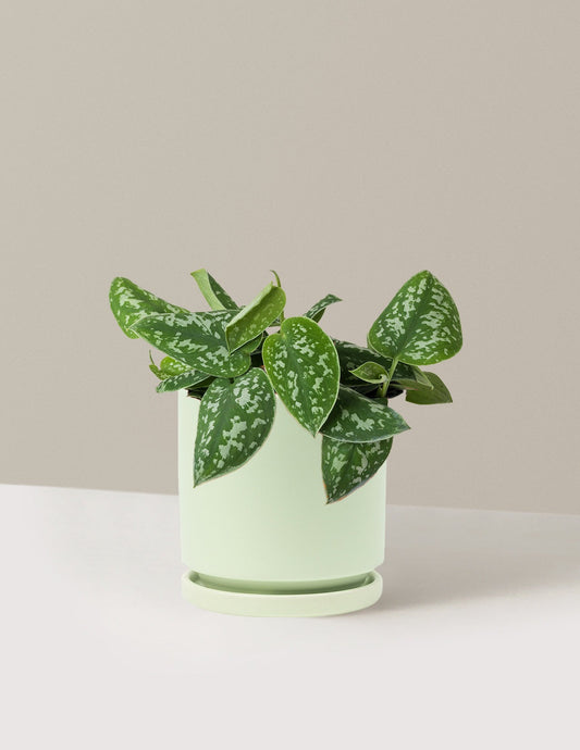 Philodendron Silver