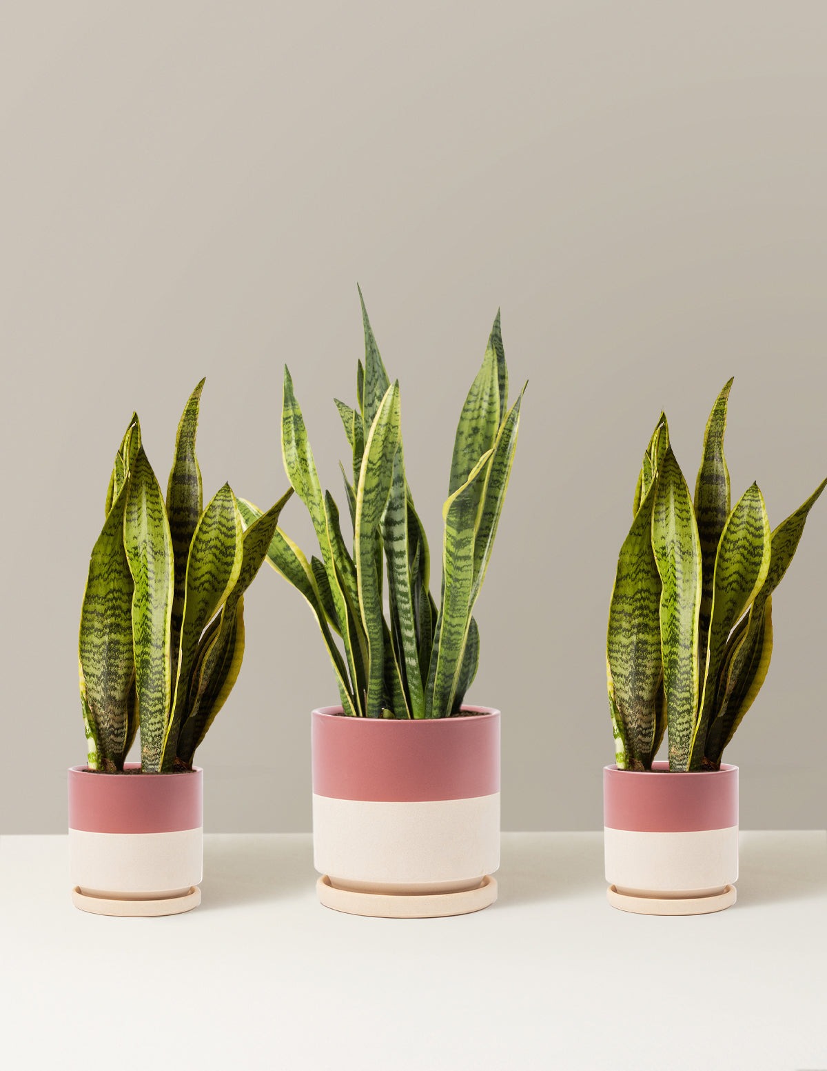 Air Purifying Trio
