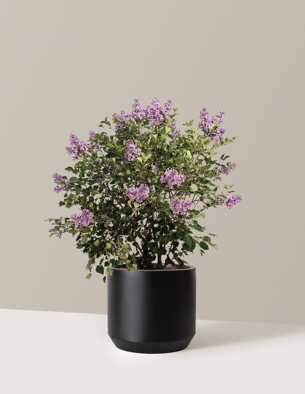 Bloomerang Lilac Bush