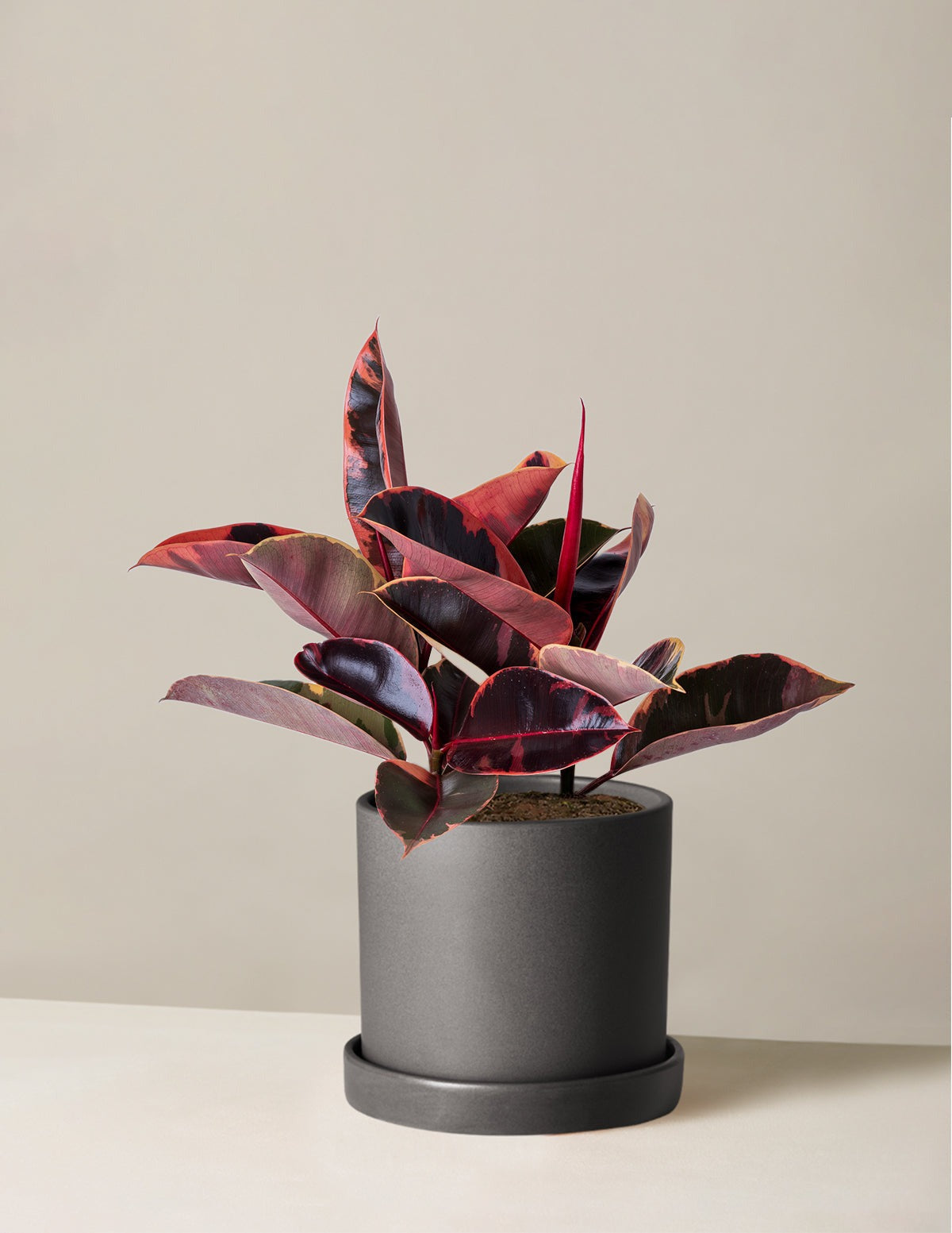 Ficus Ruby
