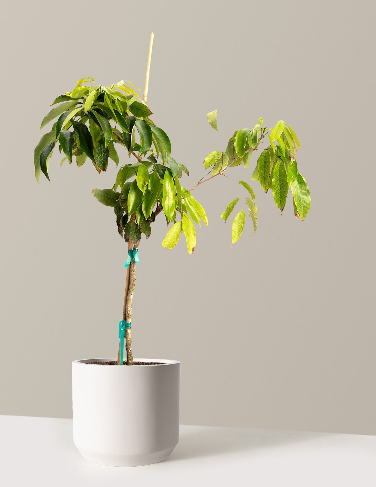 Mauritius Lychee