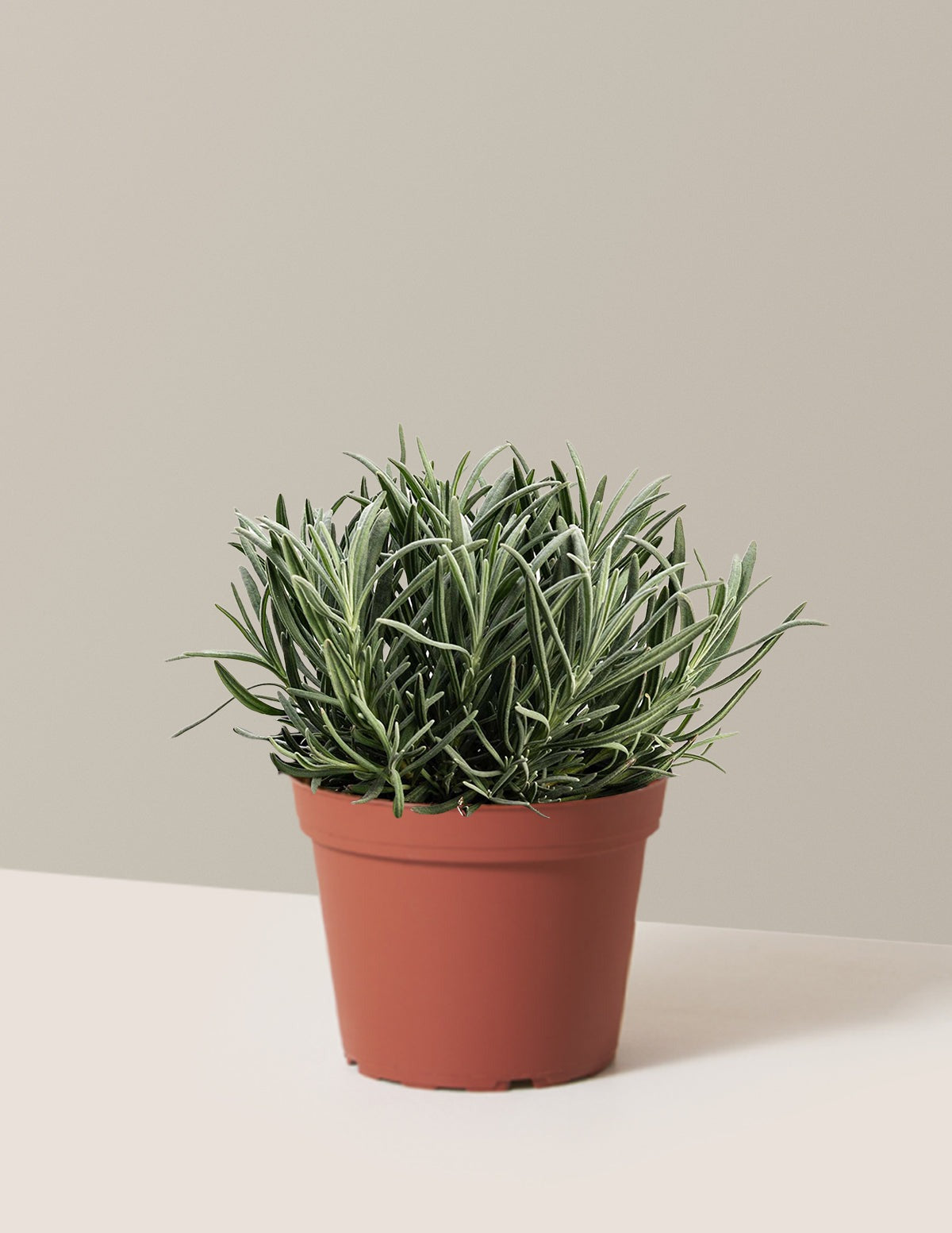 PhenomenalTM Lavender Plant