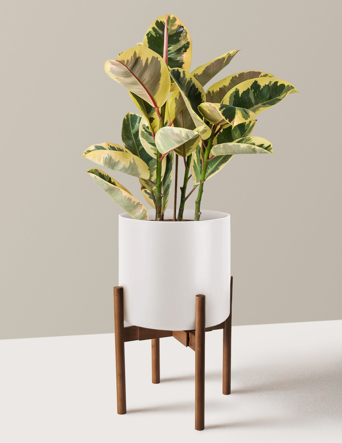 Ficus Tineke Bush