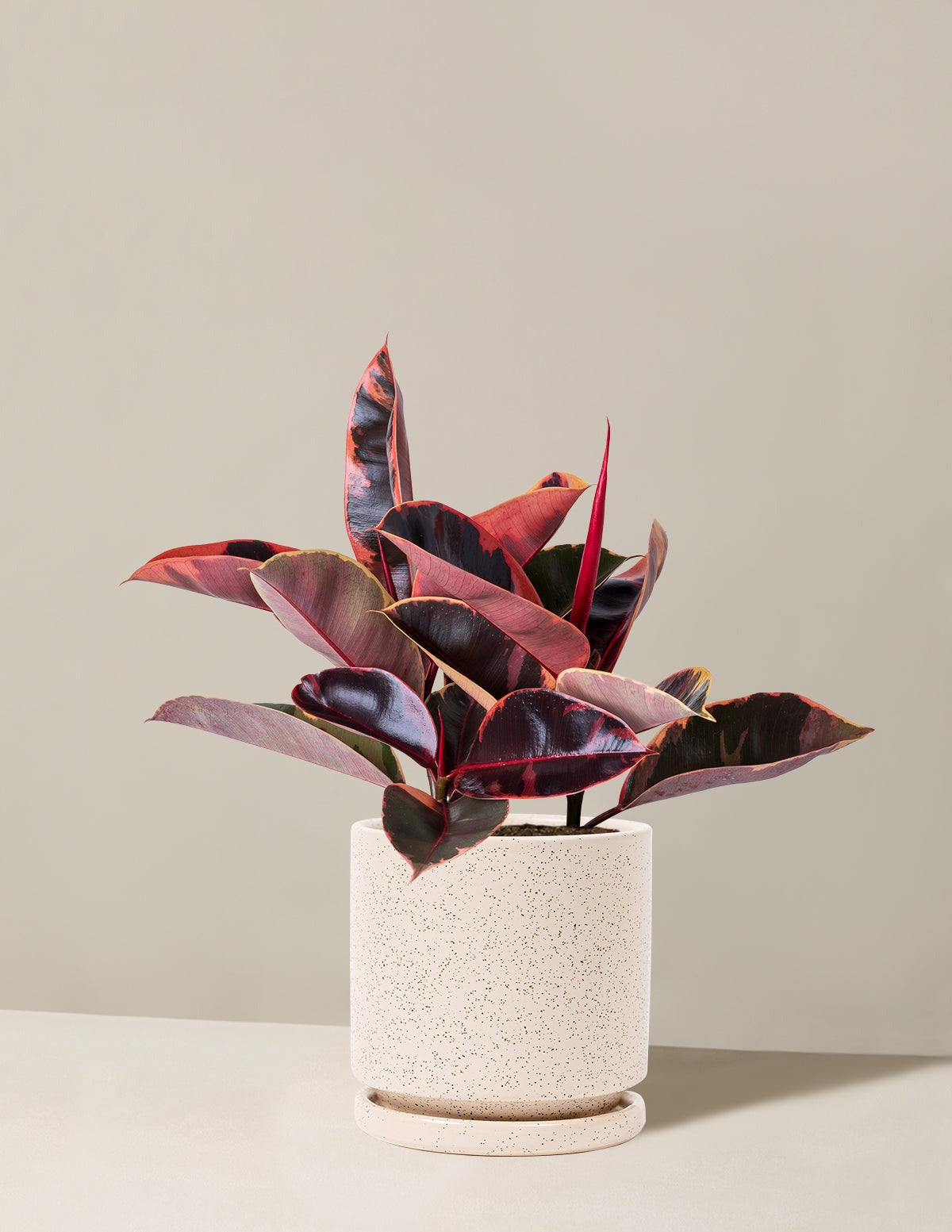 Ficus Ruby