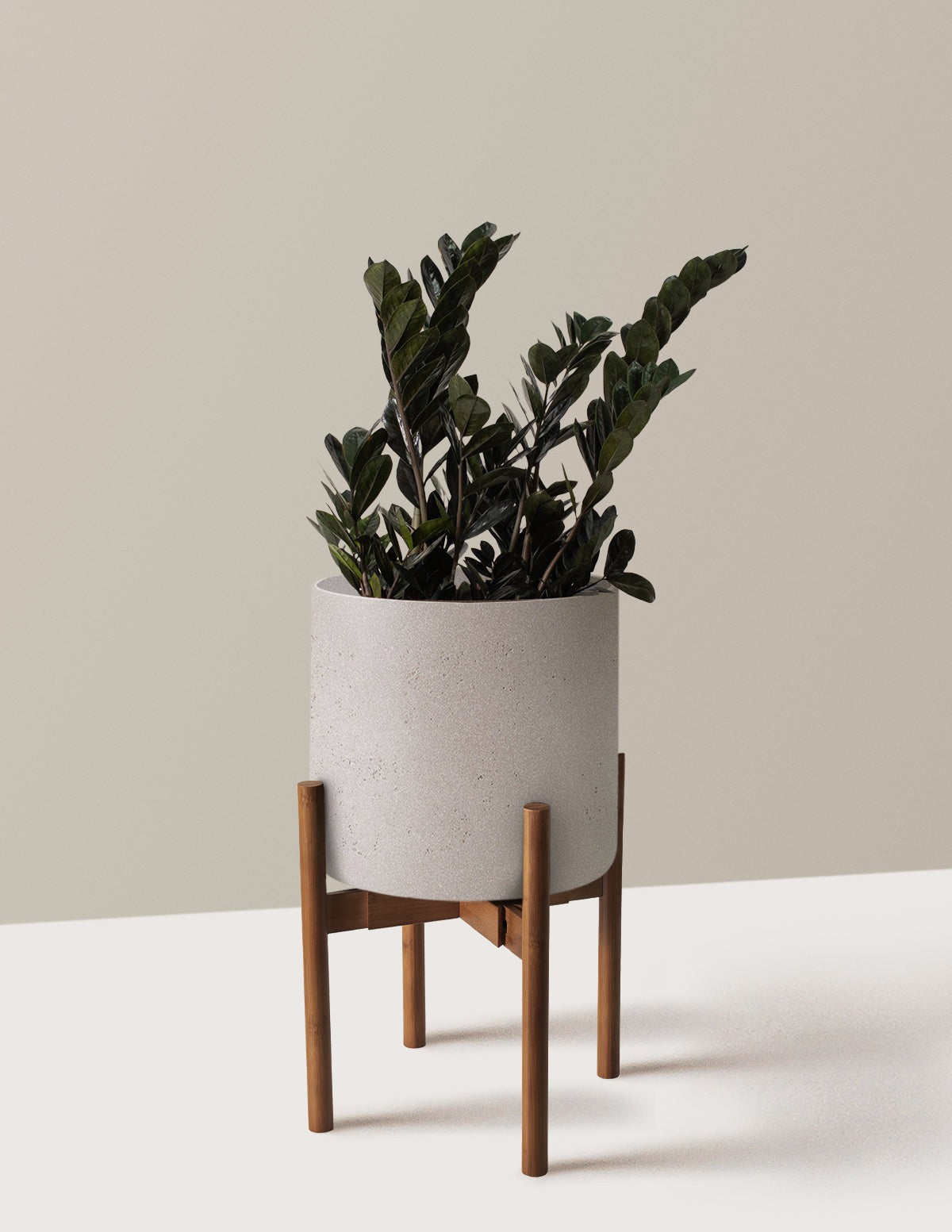 Black ZZ Plant