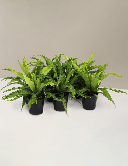 Fern Friends Party Pack