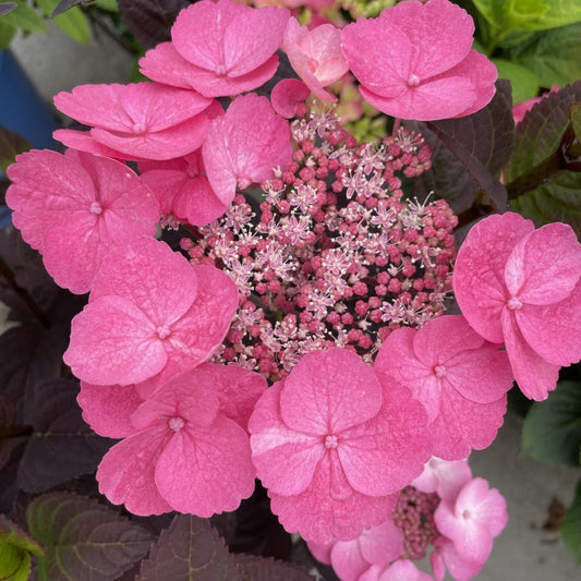 Pink DynamoTM Hydrangea