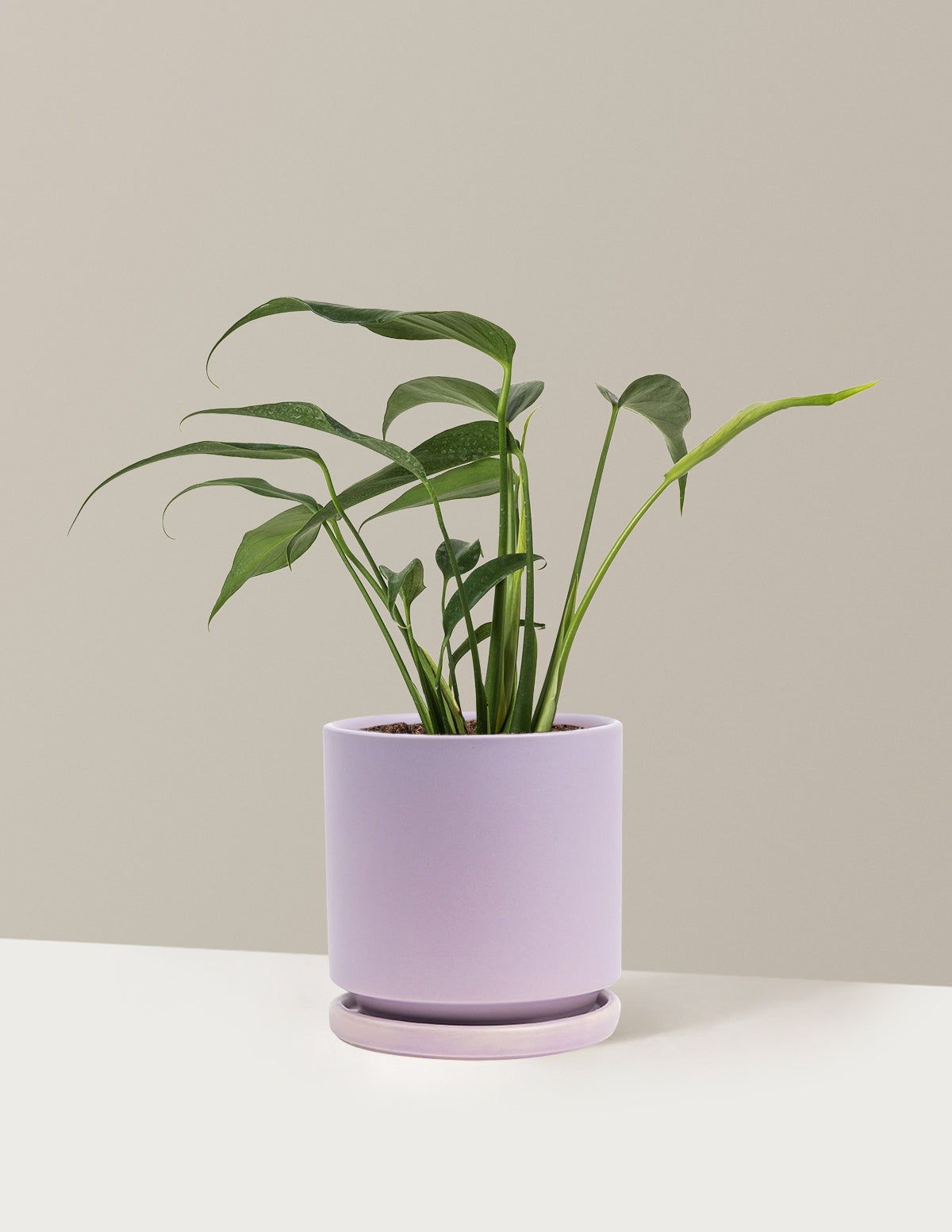 Monstera Burle Marx Flame