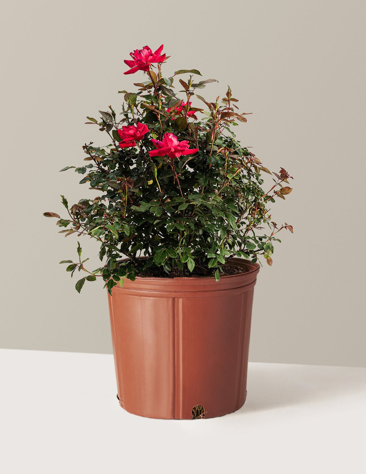 Double Knock Out® Rose