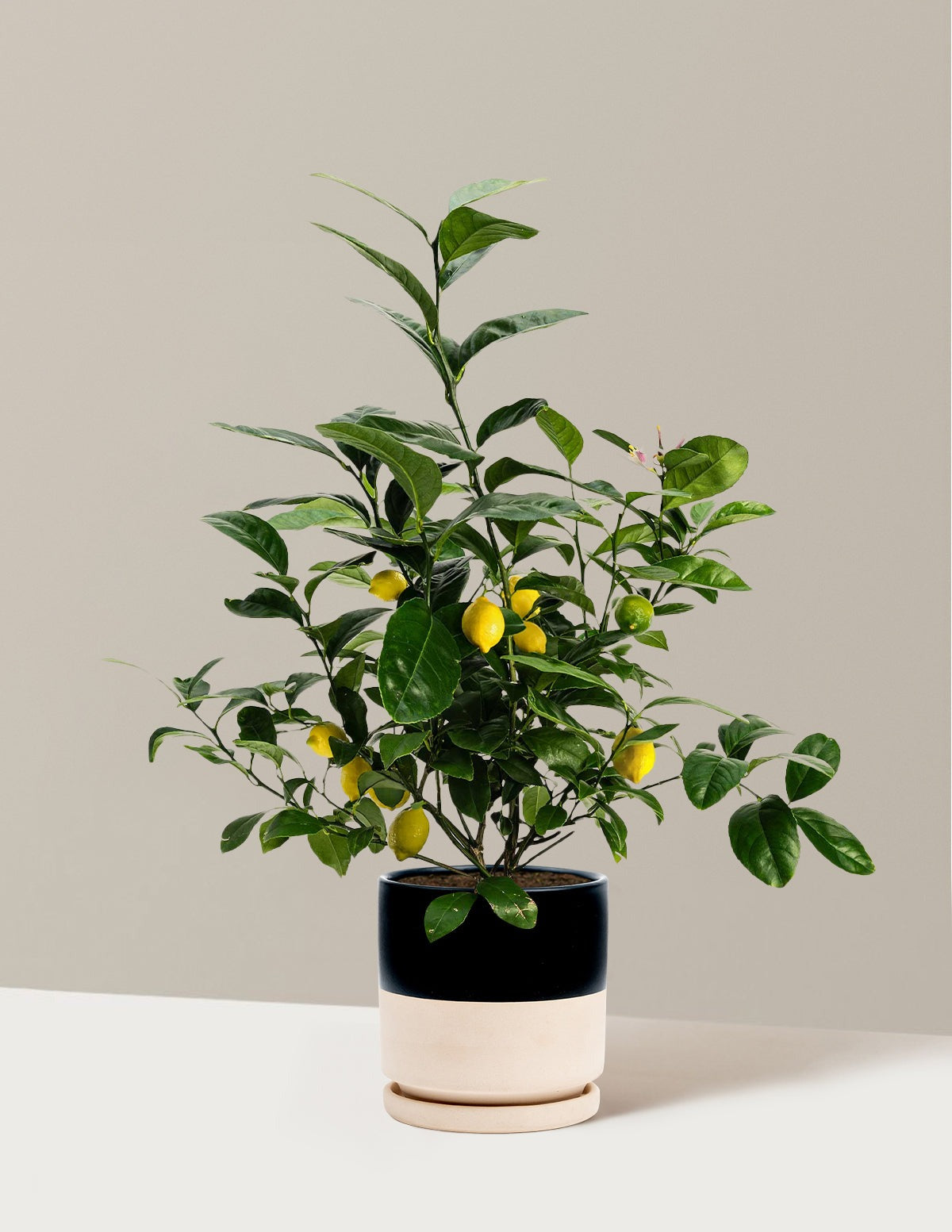Meyer Lemon