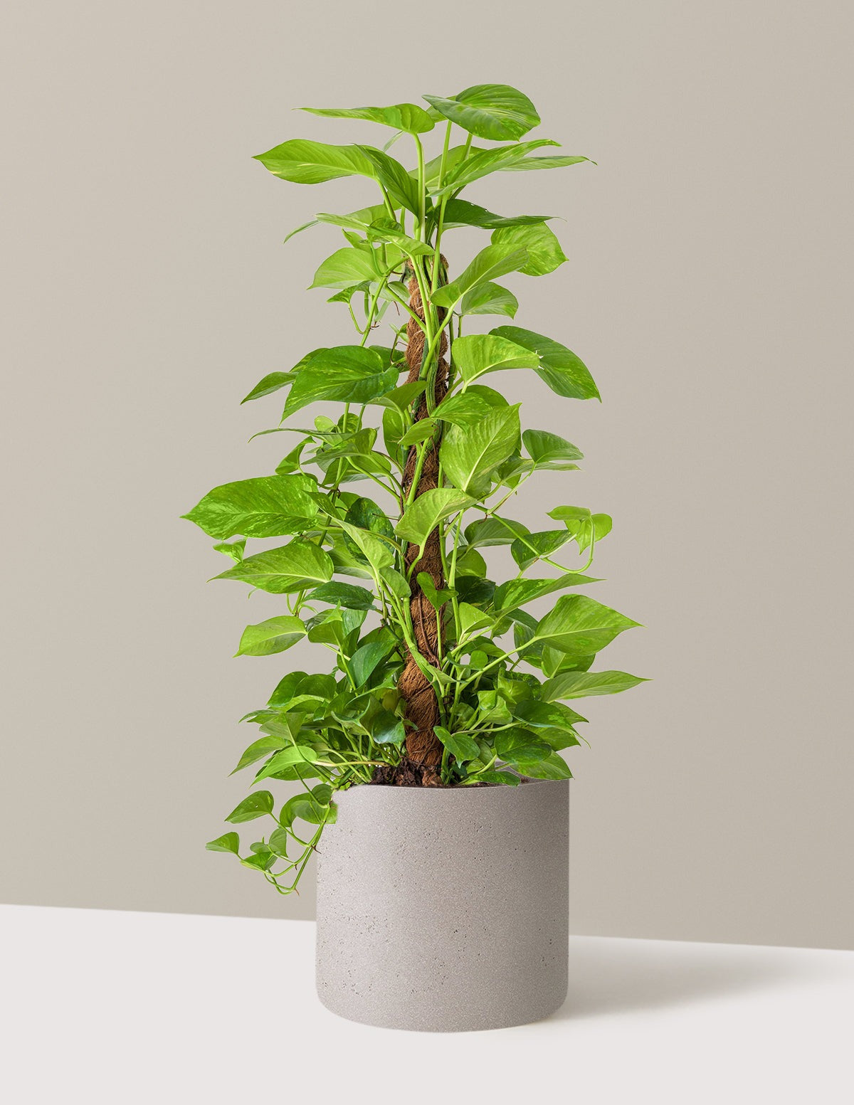 Golden Pothos Totem