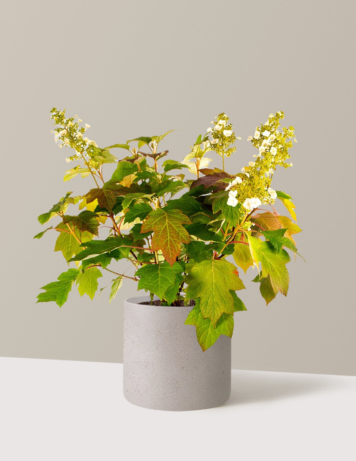 Toy SoldierTM Hydrangea