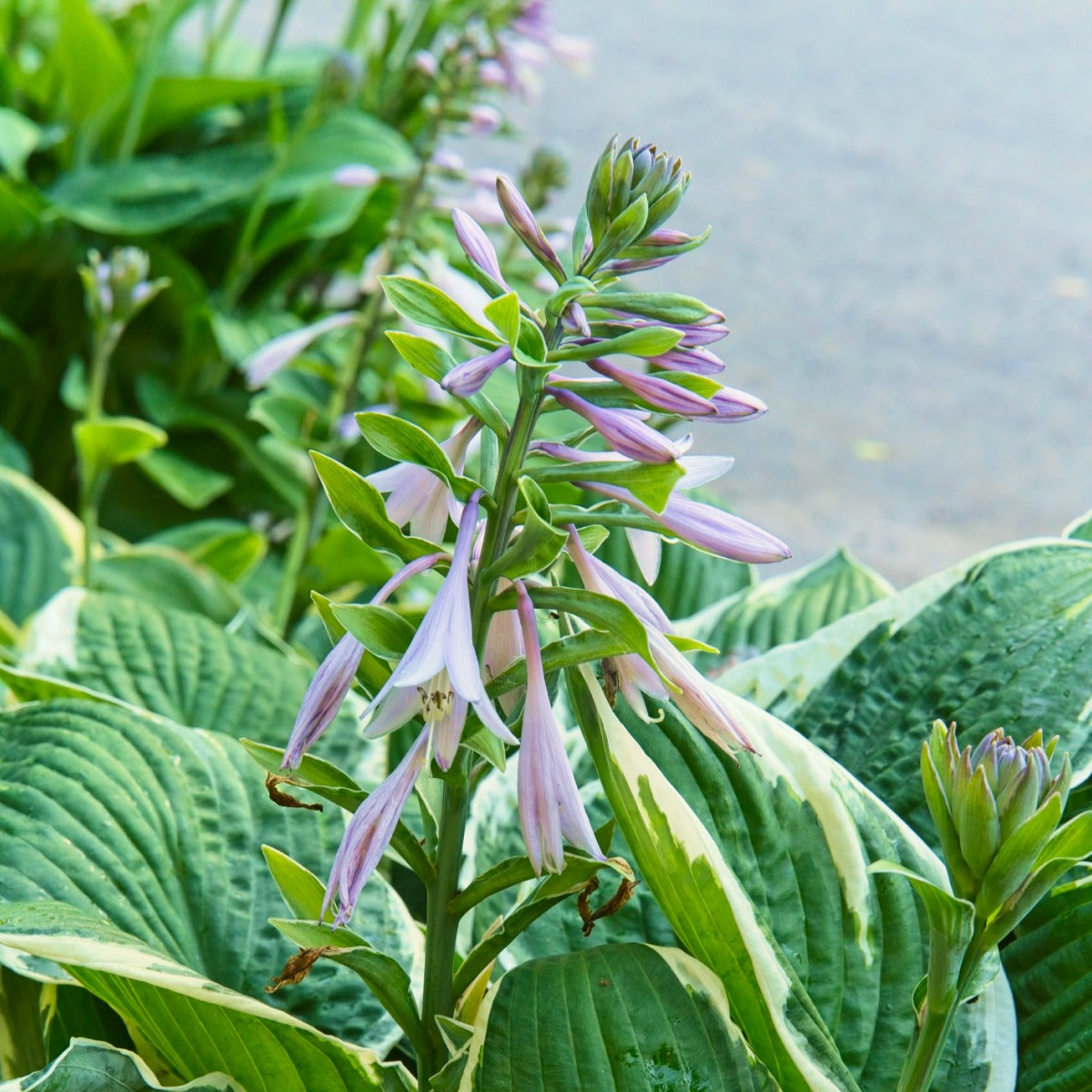 Francee Hosta