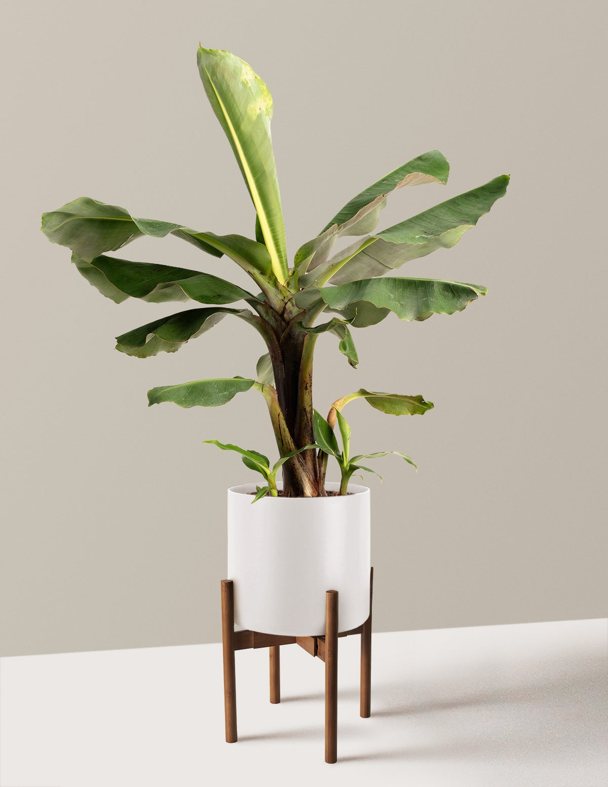 Truly Tiny Dwarf Banana Tree