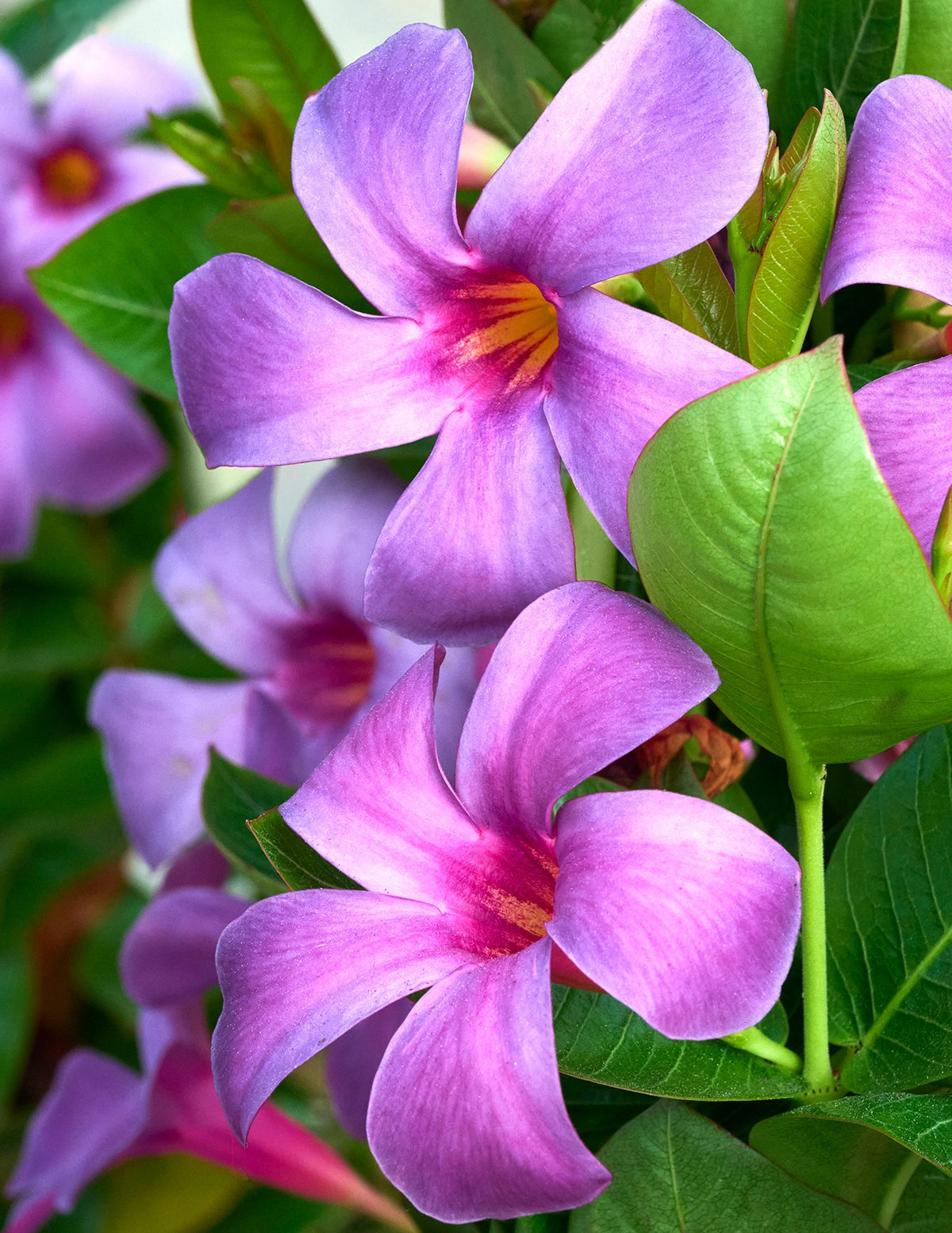 Sun Parasol® Original XP BluephoriaTM Mandevilla