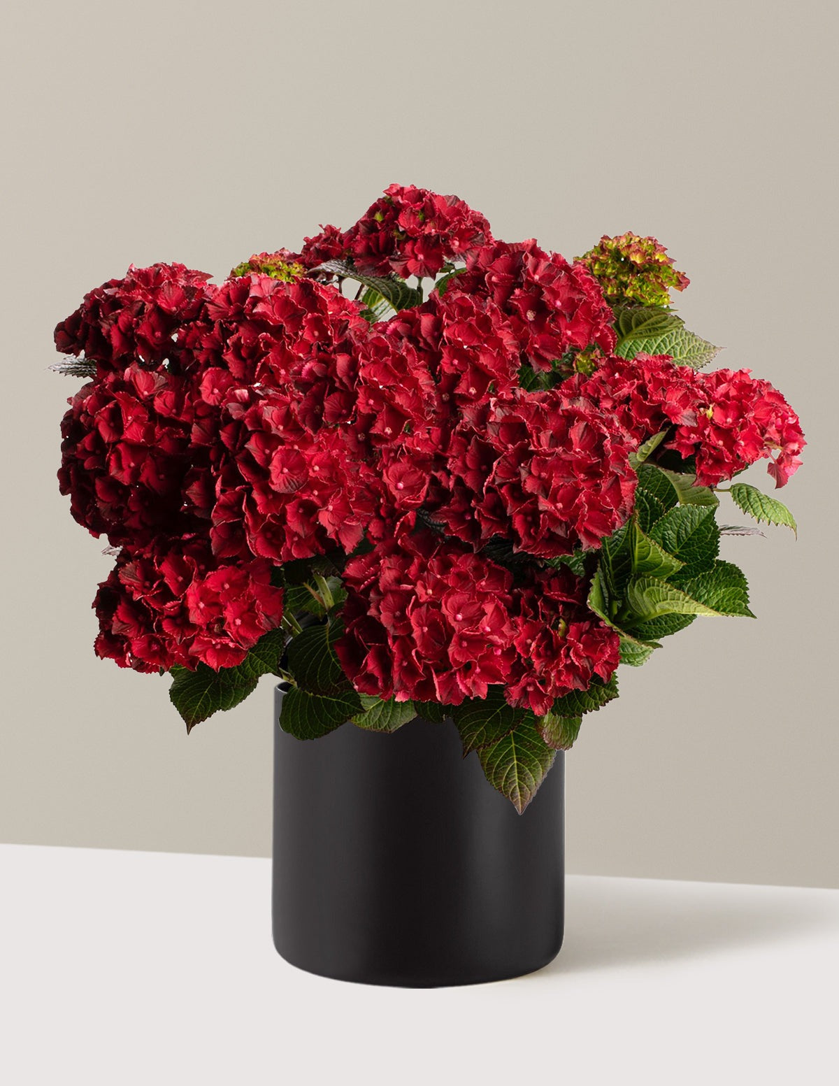 Cherry-Go-Round® Hydrangea