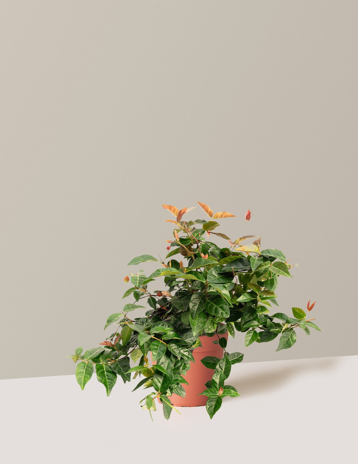 Snow-N-SummerTM Asiatic Jasmine