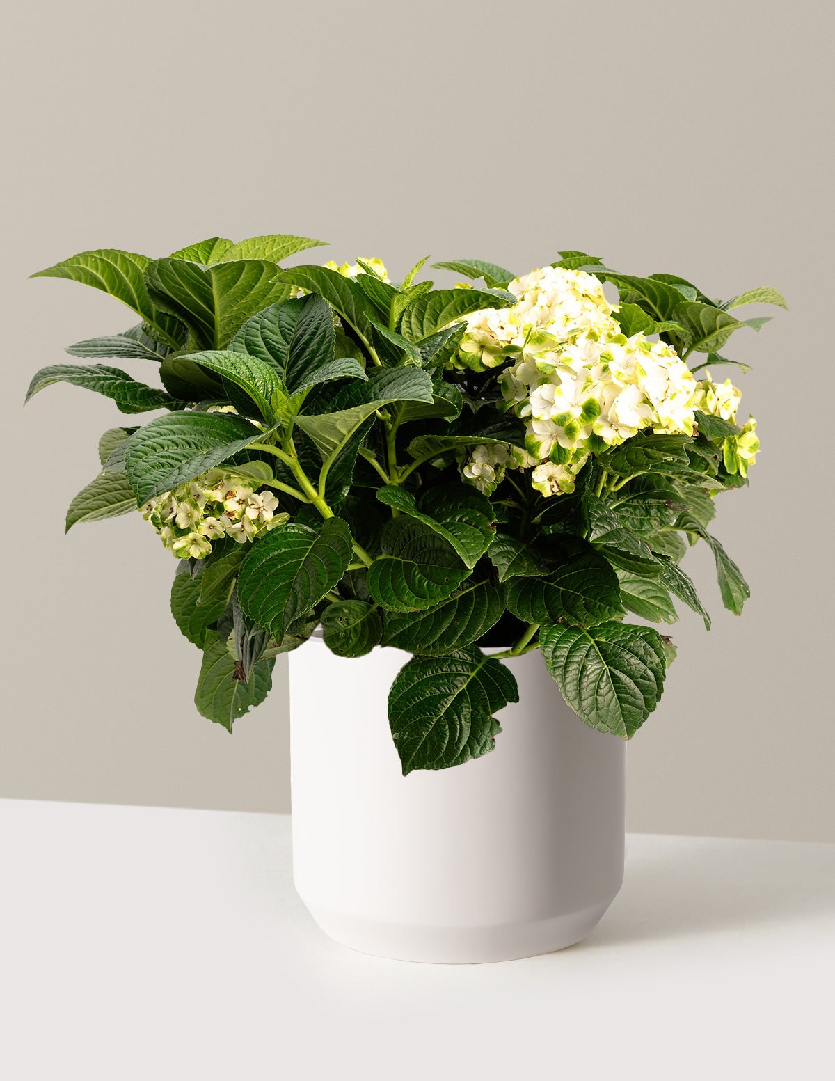 Grin and TonicTM Reblooming Hydrangea
