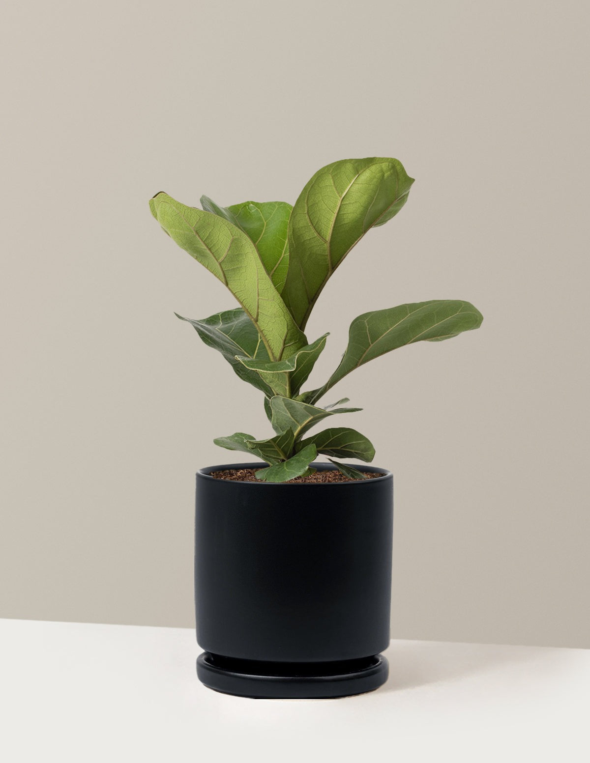 Fiddle Leaf Fig