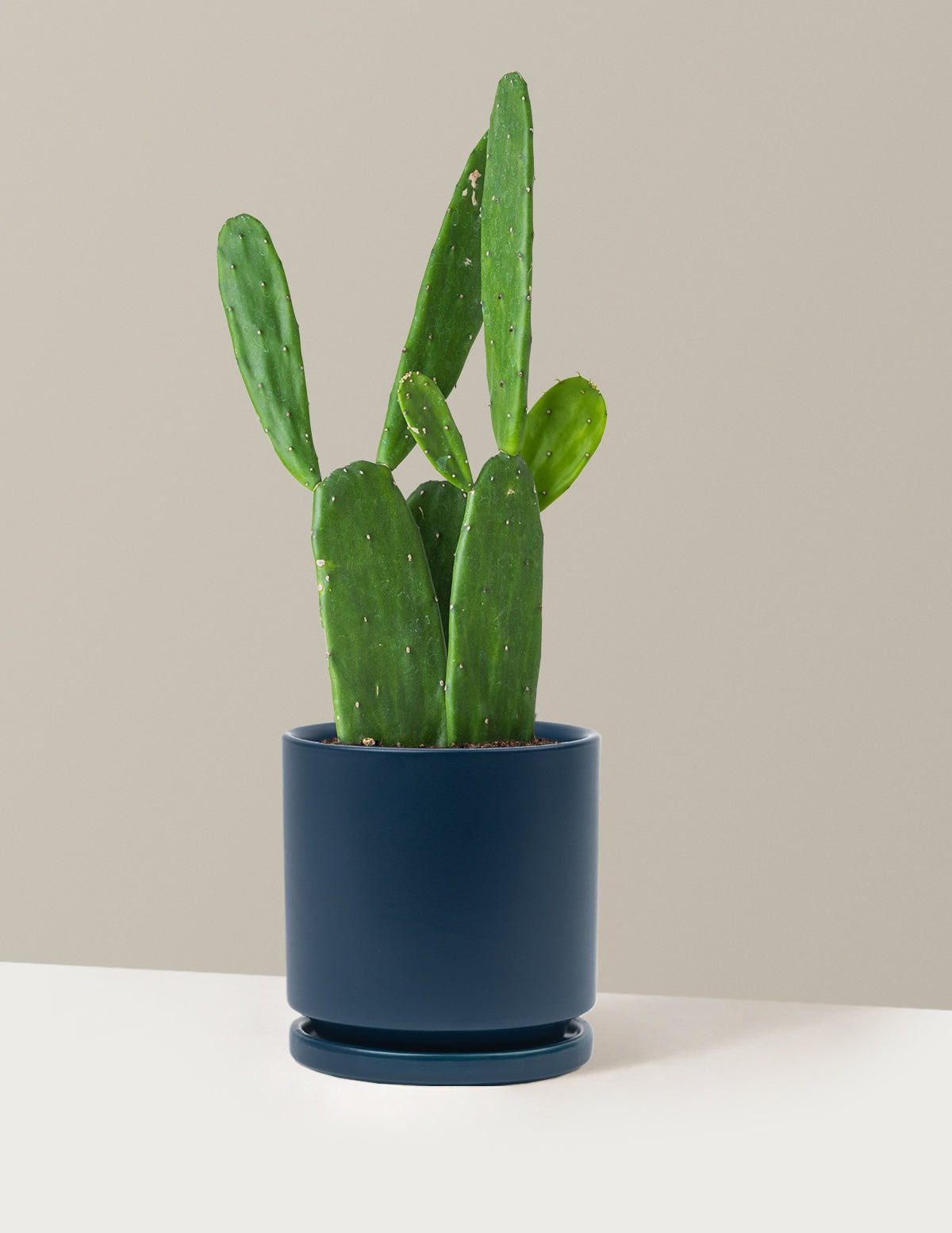 Prickly Pear Cactus