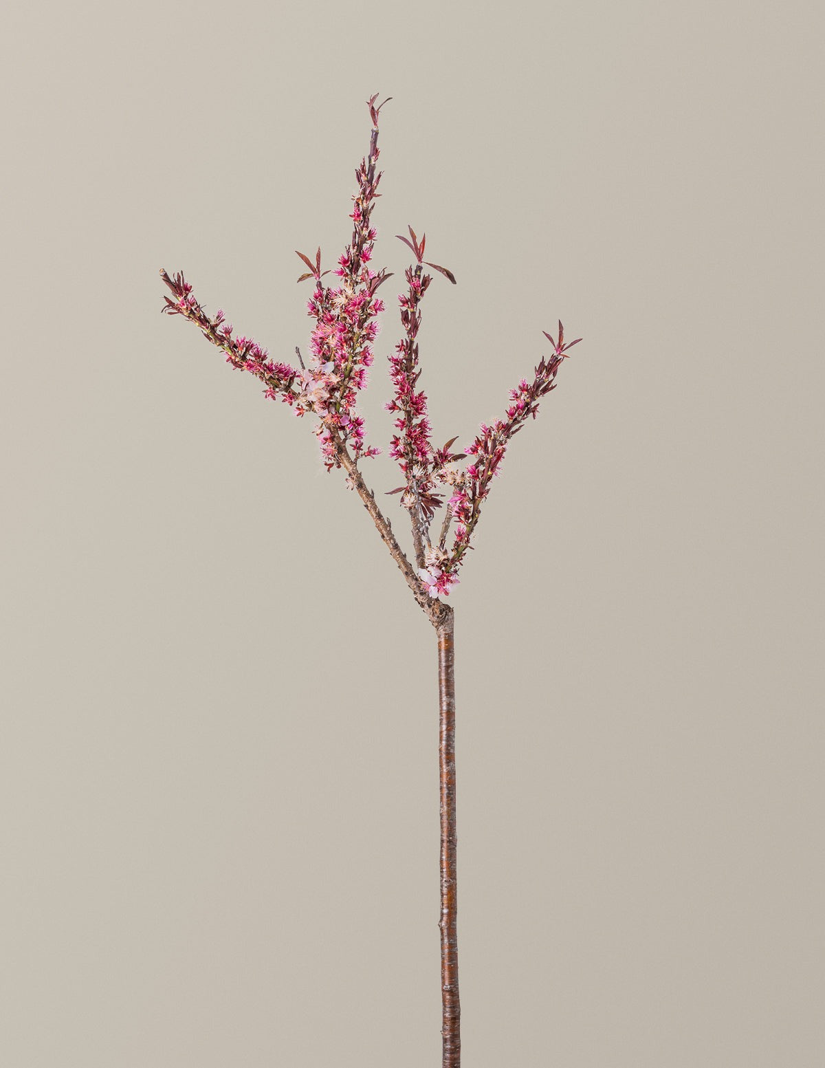 Bonfire Patio Peach Plant